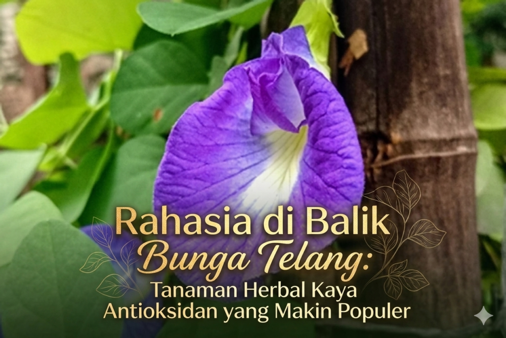 Rahasia di Balik Bunga Telang: Tanaman Herbal Kaya Antioksidan yang Makin Populer